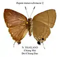 Rapala manea schistacea Thailand