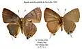 Male and female