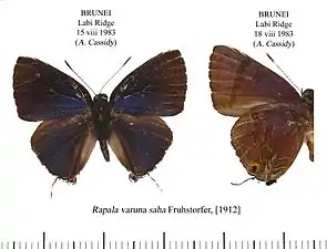 Museum specimen