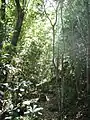 Rapanea species are common in Southern Afrotemperate Forest