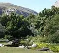 Rapanea trees and some waboom (Protea nitida) growing in the gardens