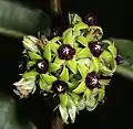 Raphionacme galpinii in bloom