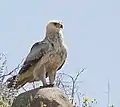 Bird of prey