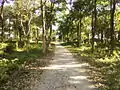 A trail in Rasikbil