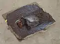 Rat caught in a glue-trap