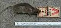Rat caught in a Victor Rat Trap.