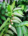 Leaves and fruits Sauropus androgynus