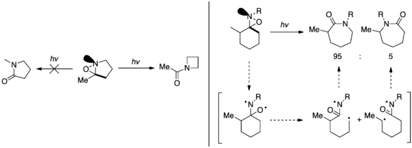 Evidence for selectivity based on nitrogen lone pair orientation.