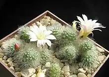 Rebutia albiflora Smallest species with white flowers. Aylostera.