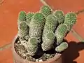 Rebutia heliosa var. cajasensis