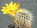 Rebutia minuscula (syn. R.&nbsp;chrysacantha) – form with yellow flower