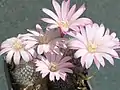 Rebutia narvaecensis popular for pink flowers.  Aylostera.