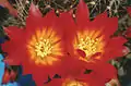 Rebutia margarethae (syn. R.&nbsp;padcayensis)