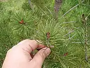 These sawflies were likely hatched within one day of the picture being taken.  The brown stripes you see on the needles are from the eggs.  The tiny black spots near the bud are the sawflies.