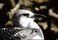Red-tailed tropicbird