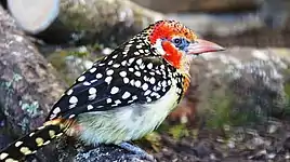 At Birdworld, Farnham