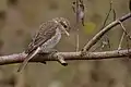 Juvenile bird