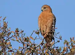 Red-shouldered hawk in Placer County, California