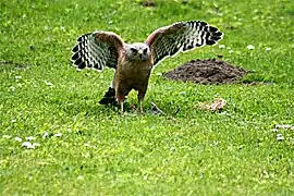 With a kill