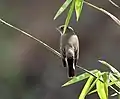 At Sindhrot in the Vadodara district  of Gujarat, India