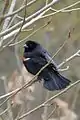 Red-winged blackbird in spring in Oakville, Ontario.