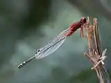 Male