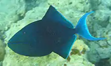The redtoothed triggerfish is one of the relatively few planktivores of the family.