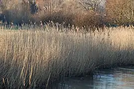 Reed beds along the banks of the Nadder at Harnham
