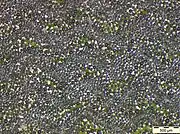 Retroreflective material in light microscope, magnification 20 x