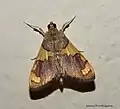 Rehimena phrynealis