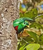 Male leaving a nest hole