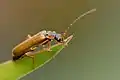 Rhagonycha testacea
