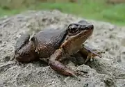 Rheobates palmatus