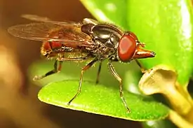 Rhingia campestris actual size .mw-parser-output .frac{white-space:nowrap}.mw-parser-output .frac .num,.mw-parser-output .frac .den{font-size:80%;line-height:0;vertical-align:super}.mw-parser-output .frac .den{vertical-align:sub}.mw-parser-output .sr-only{border:0;clip:rect(0,0,0,0);clip-path:polygon(0px 0px,0px 0px,0px 0px);height:1px;margin:-1px;overflow:hidden;padding:0;position:absolute;width:1px}6.0–9.0&nbsp;mm (1⁄4–3⁄8&nbsp;in)