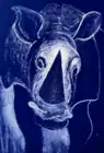 Rhino monotype (2021)