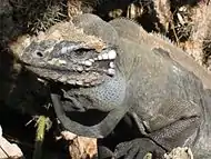 C. cyclura, Jaragua National Park