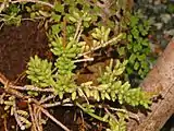Rhipsalis mesembryanthemoides at the botanical garden of Villa Durazzo-Pallavicini, Genova Pegli