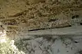 Rhizolith group revealed after wind erosion 1, Late Galasian Limestone ~1.5 MA, Rio Lagartos, Yucatán Peninsula