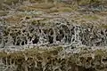 Rhizolith group revealed after wind erosion 4, Late Galasian Limestone ~1.5 MA, Rio Lagartos, Yucatán Peninsula