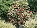 Rhododendron arboreum at Biddulph Grange Gardens, 18 April 2009