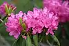 Rhododendron