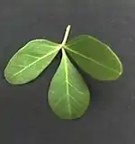 Rhoicissus revoilii