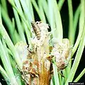 Pupa