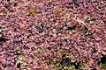 Aquatic form in autumn with red color.