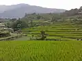 Rice fields at Martung in August