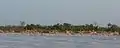 Flamingoes at the lagoon