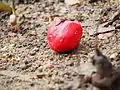 Ripened fruits falls to ground