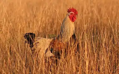 Image 30Rooster at ChickenMore selected pictures