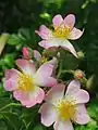Rosa 'Ella Elisabeth' (detail)