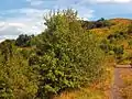 Shrub of Pyrus pyraster